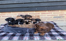 Mixed Breed dogs for sale: 🐾 Gorgeous Doxiepoo Puppies – Ready 07/08! 🐾 - Image 14