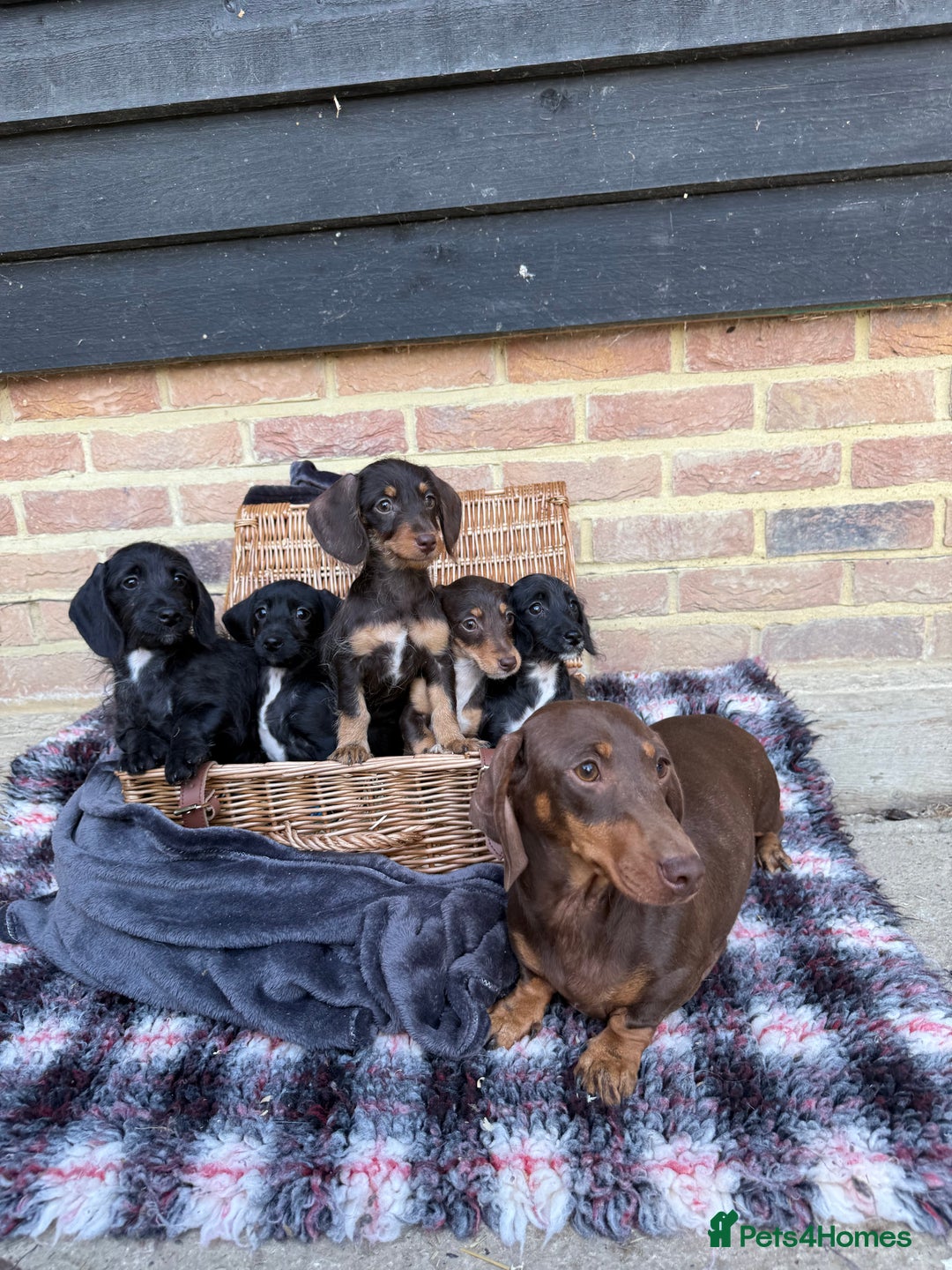 Mixed Breed dogs for sale: 🐾 Gorgeous Doxiepoo Puppies – Ready 07/08! 🐾 - Image 14