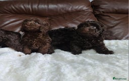 Cavapoo dogs for sale: Chocolate F1B Cavapoos. Health Tested.  - Image 2