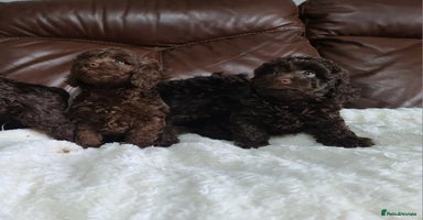 Cavapoo dogs - Advert 12