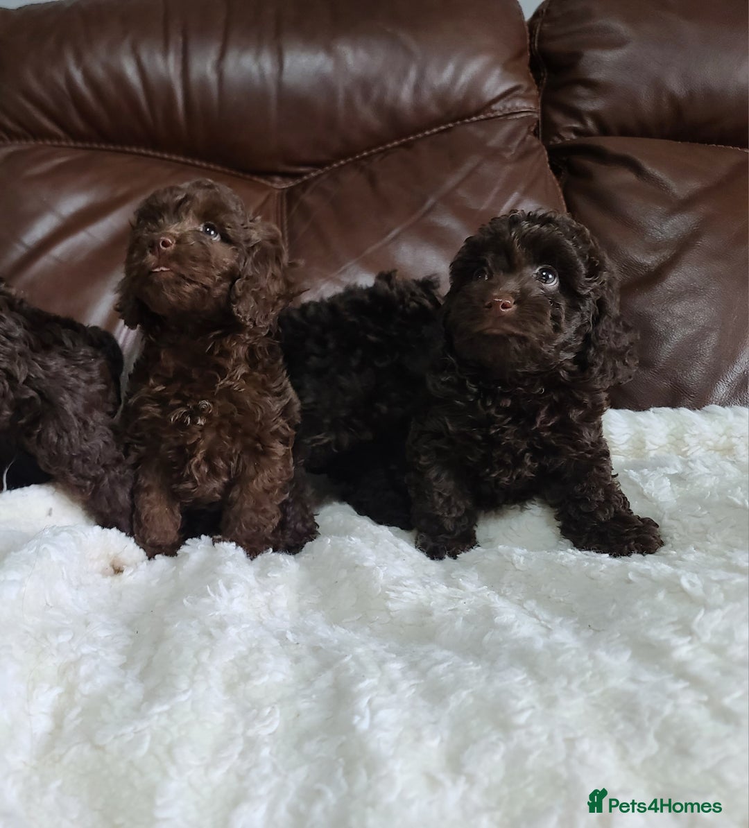 Cavapoo dogs for sale: Chocolate F1B Cavapoos. Health Tested.  - Image 2