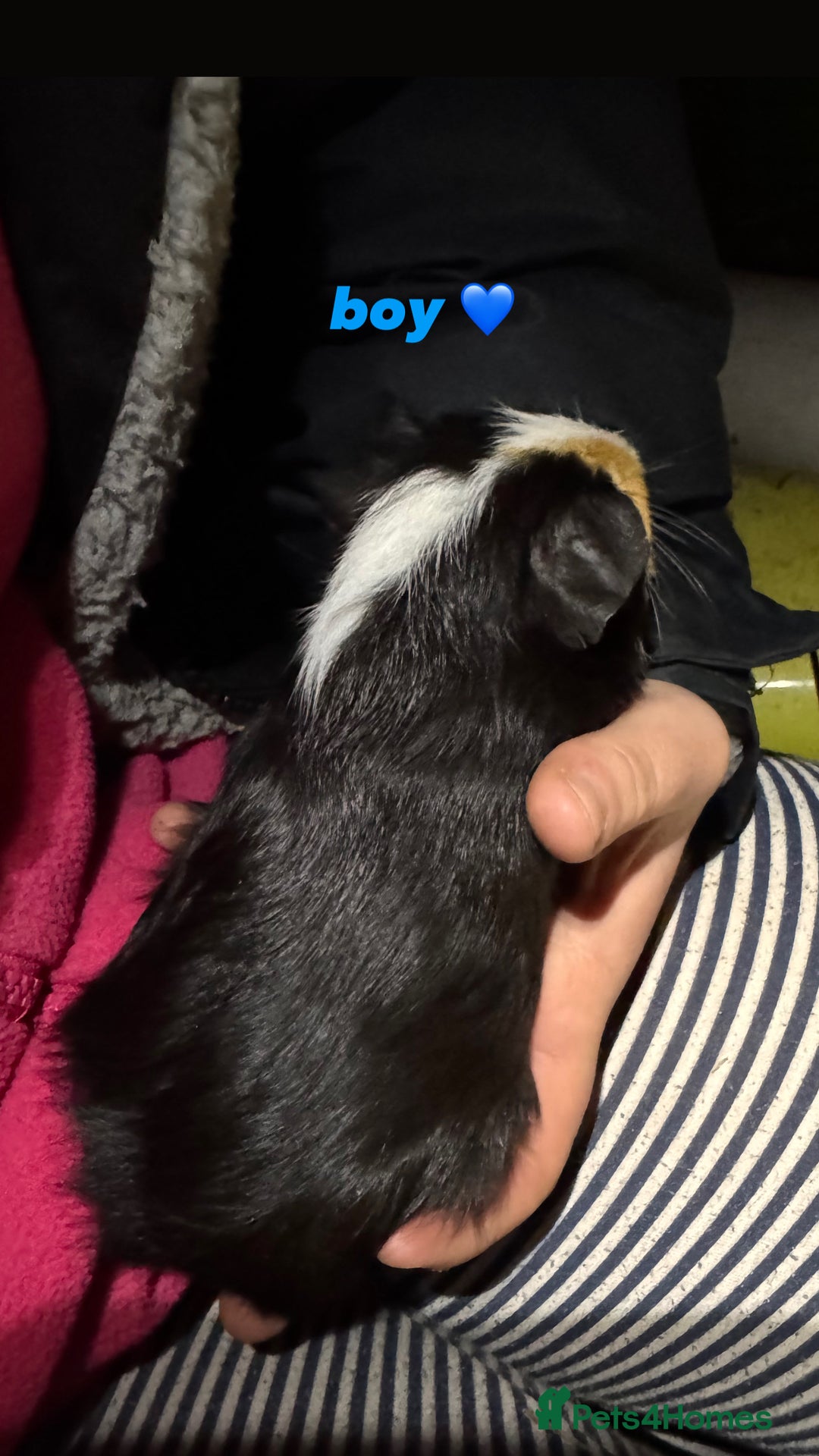 Guinea Pig rodents for sale: baby guinea pigs for sale!  - Advert 12