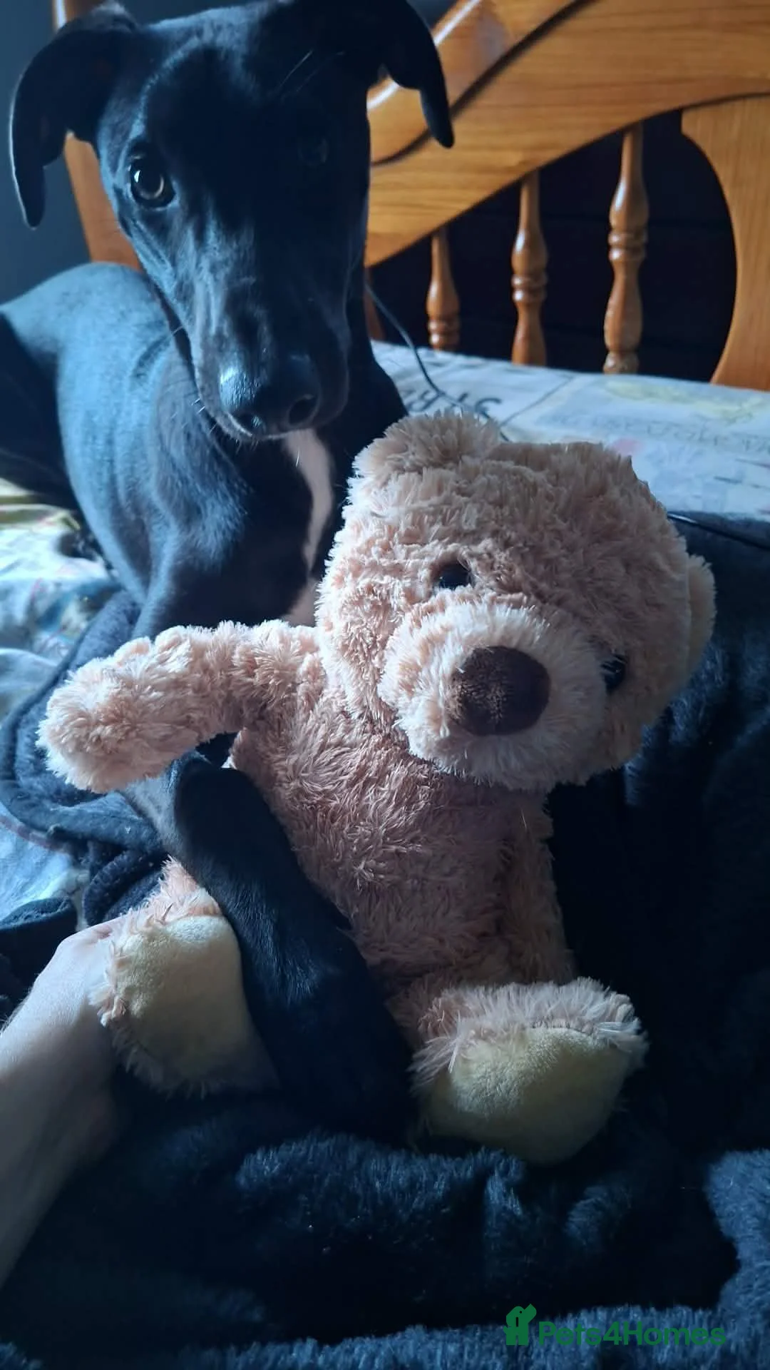 Mixed Breed dogs for sale: Shadow  - Advert 7