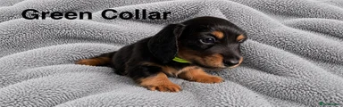 Miniature Dachshund 3
