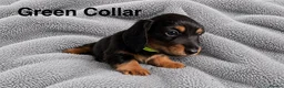 Miniature Dachshund dogs for sale: Last Male left - Miniature Dachshund Puppies - Advert 2