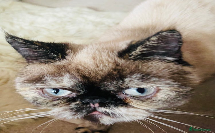 Exotic cats - Advert 7