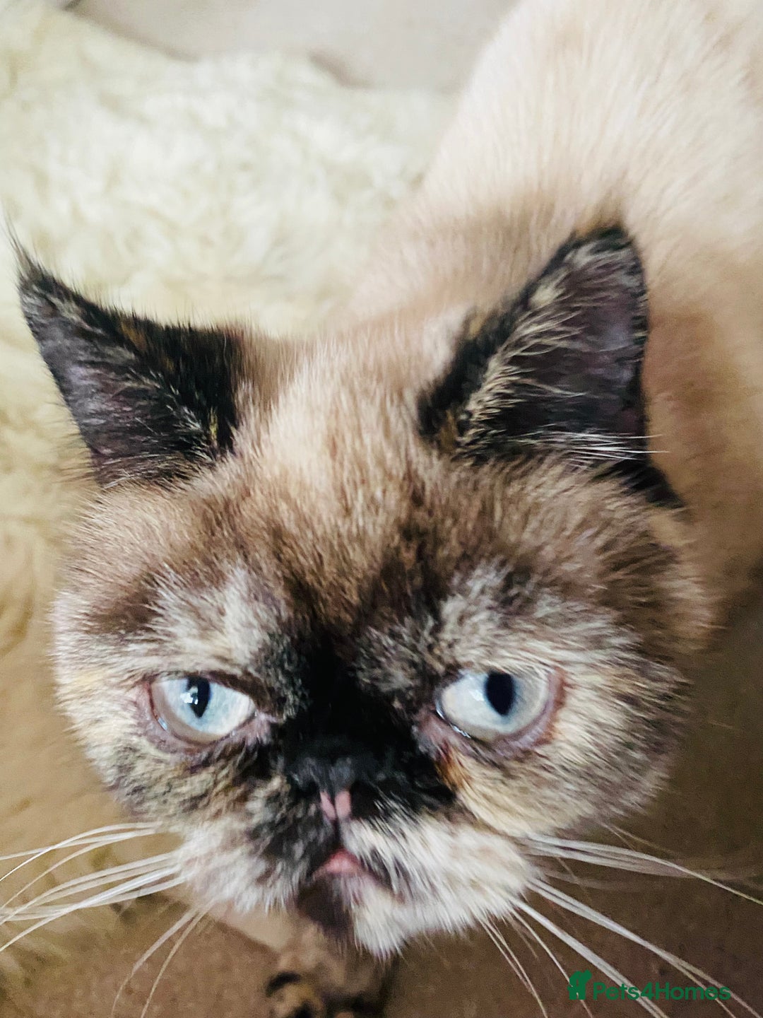 Exotic cats for sale: Fawn colour point Merle Exotic  - Image 1