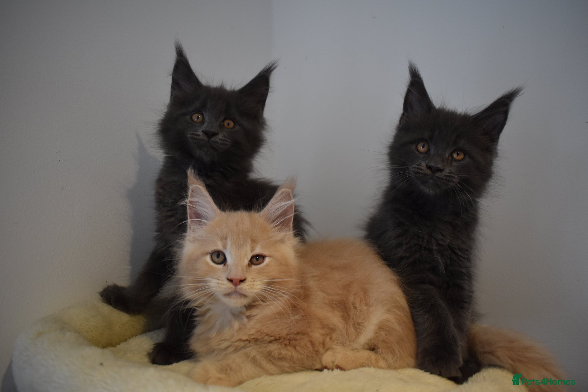 Maine Coon cats 👻😻 TICA REGISTERED Maine coon for sale👻😻 - Advert 1