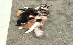 Maine Coon cats for sale: Purebred Maine Coon kittens - Image 10
