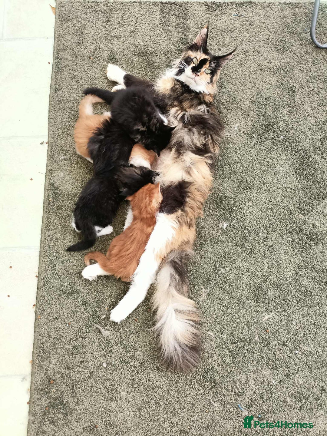 Maine Coon cats for sale: Purebred Maine Coon kittens - Image 10