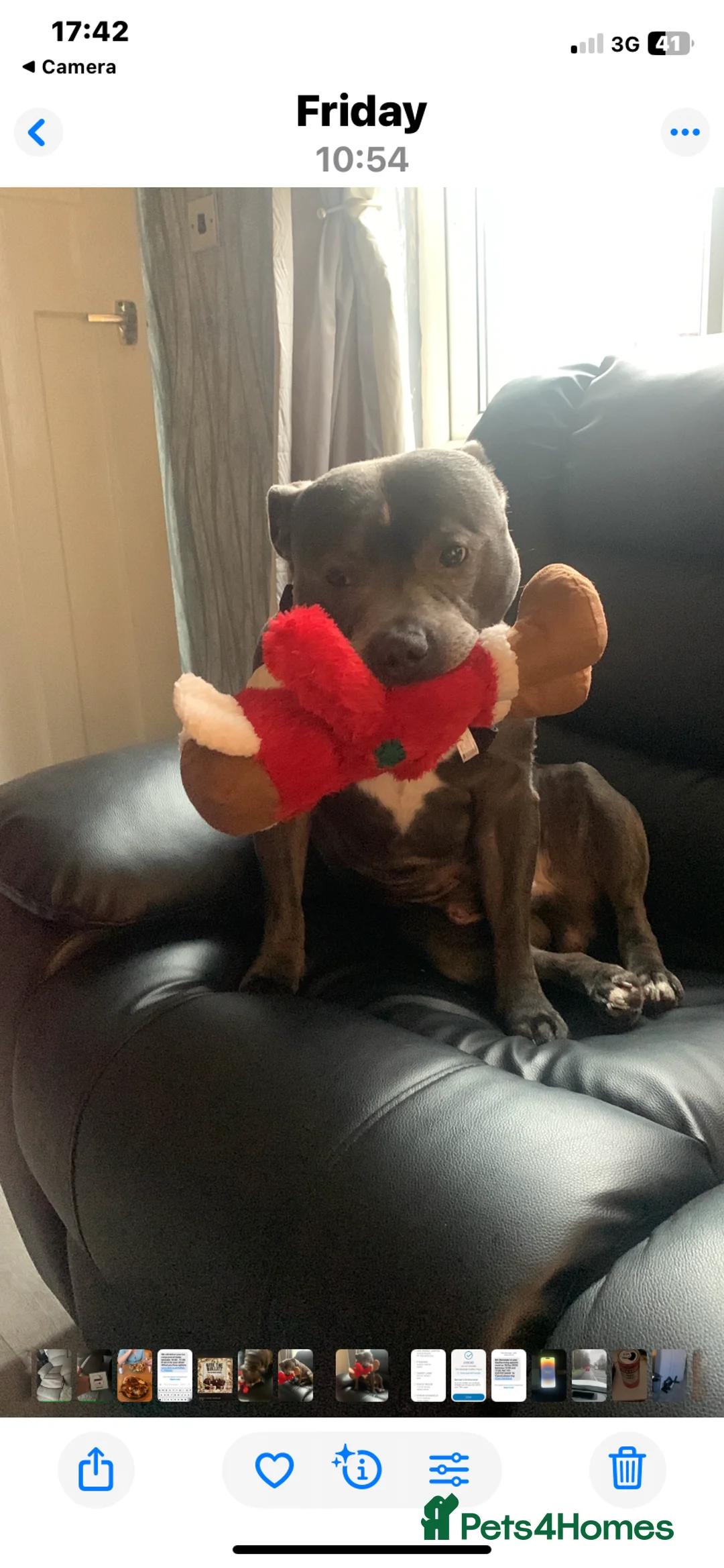 Staffordshire Bull Terrier dogs for stud: For stud - Advert 2