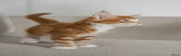 Maine Coon cats for sale: 5 Beautiful Russian Import Kittens TICA - Advert 21