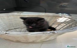 British Shorthair cats for sale: Exceptional BSH kitten, chocolate brown  - Image 24