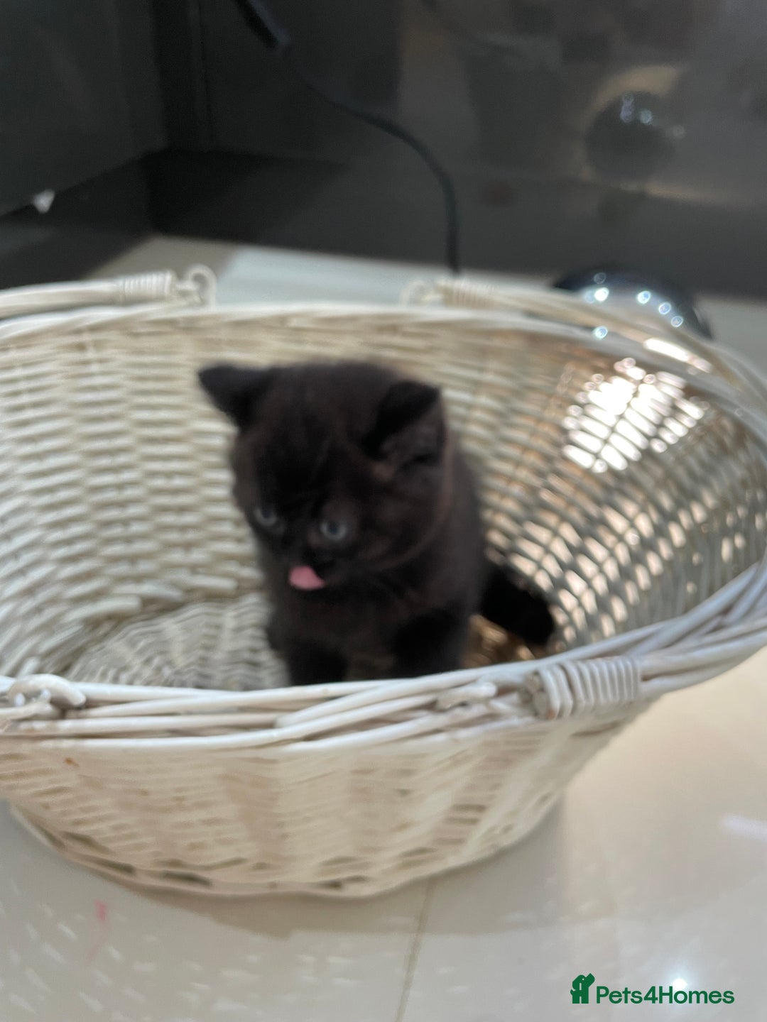 British Shorthair cats for sale: Exceptional BSH kitten, chocolate brown  - Image 24