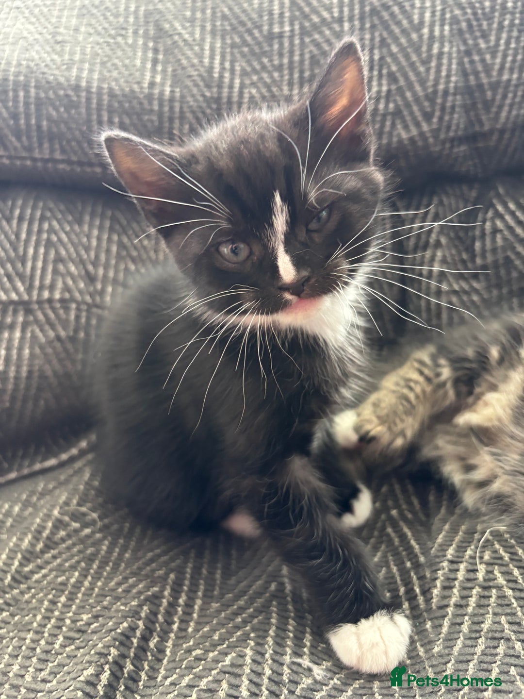 Scottish Fold cats for sale: Scottish fold cross - Image 2