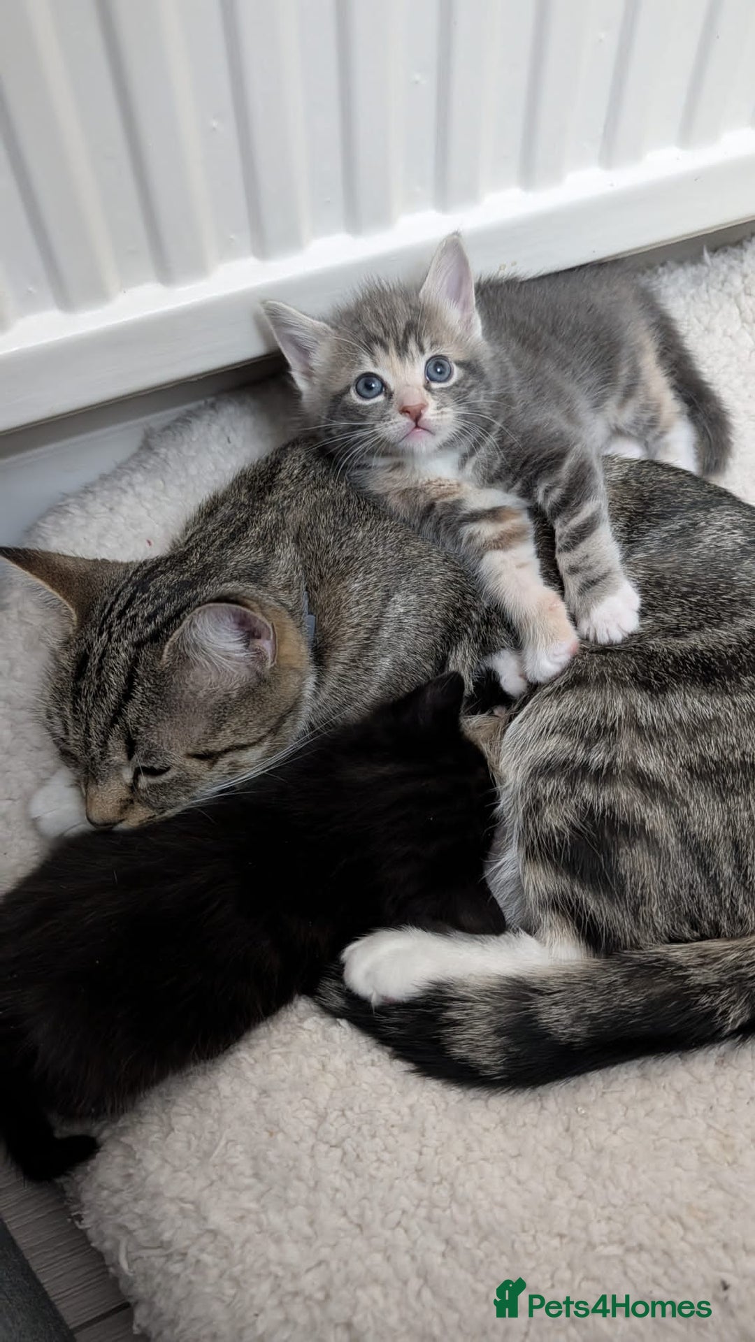 European cats for sale: 4 beautiful kittens for sale - Advert 19