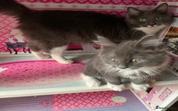 Maine Coon cats for sale: 3 Beautiful Main Coon - Image 7