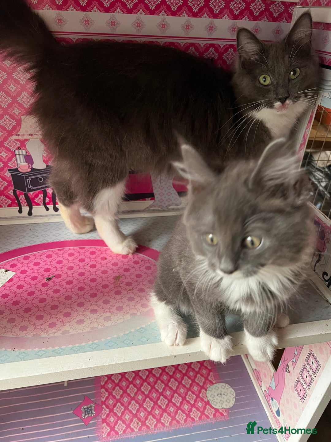 Maine Coon cats for sale: 3 Beautiful Main Coon - Image 7