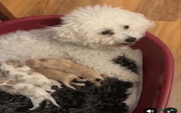 Cavachon dogs for sale: F1 cavachon pups. Fully health dna tested parents  - Image 1