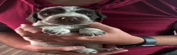 Cocker Spaniel dogs for sale: Remaining Male Cocker Spaniel Pups in Ullapool - Advert 9