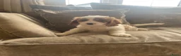Cavapoo dogs for sale: Cavapoo puppies  - Advert 5