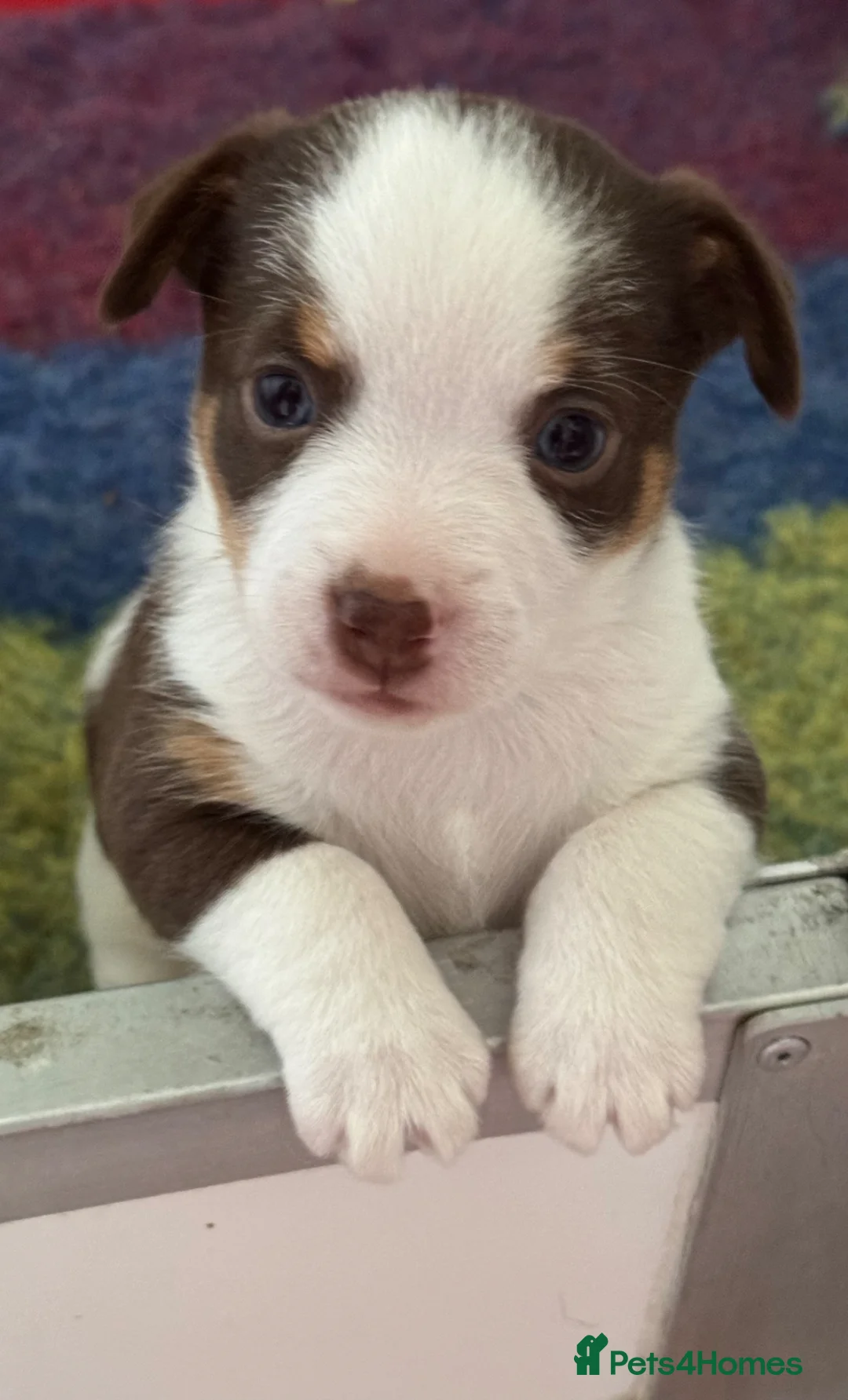 Mixed Breed dogs for sale: Adorable Jack Russell X Terrier puppies - Advert 1