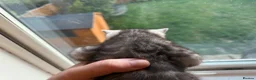 Bengal cats for sale: Rare Silver Grey Bengal TICA Kittens  - Advert 27