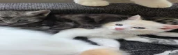 Persian cats for sale: Snuggly babies, chinchilla persian x  in Plymouth - Advert 19