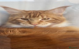 Maine Coon cats for sale: Maine Coon Kittens  - Image 10