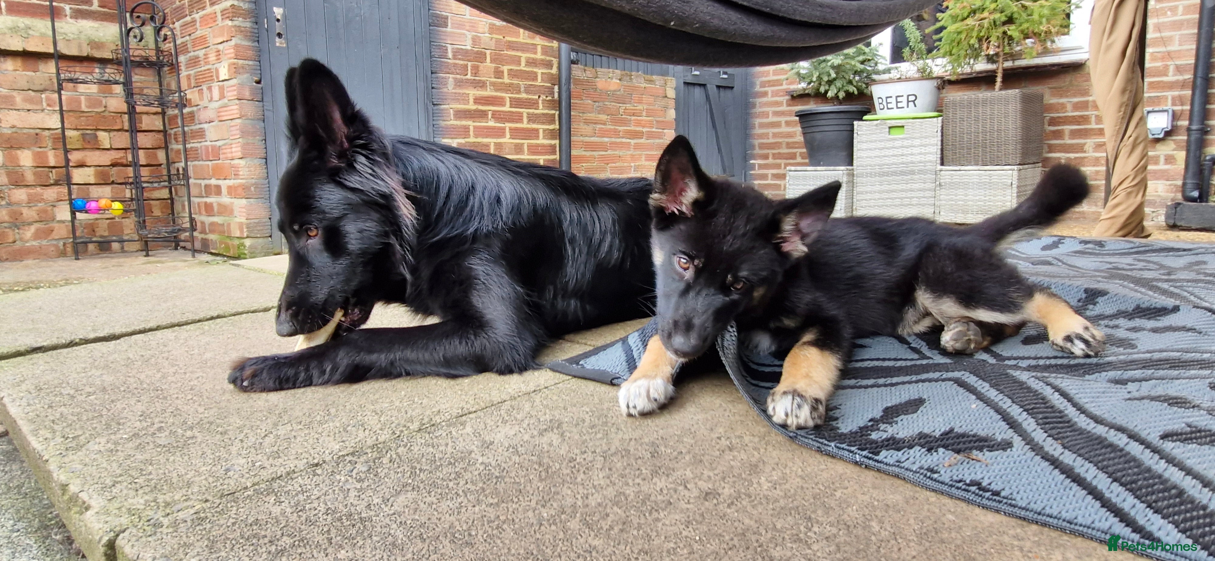 Mixed Breed dogs German sheperd girls  - Advert 2