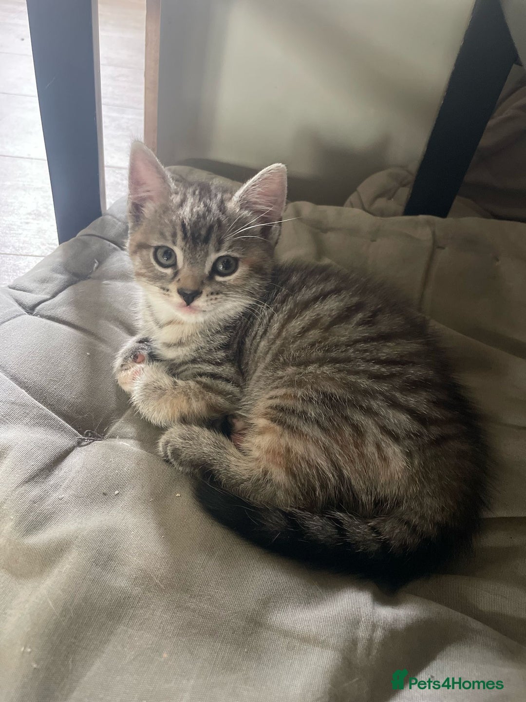 Mixed Breed cats for sale: 2 kittens  in Grays - Image 5