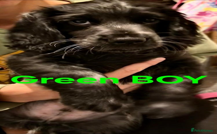 Mixed Breed dogs - Advert 3