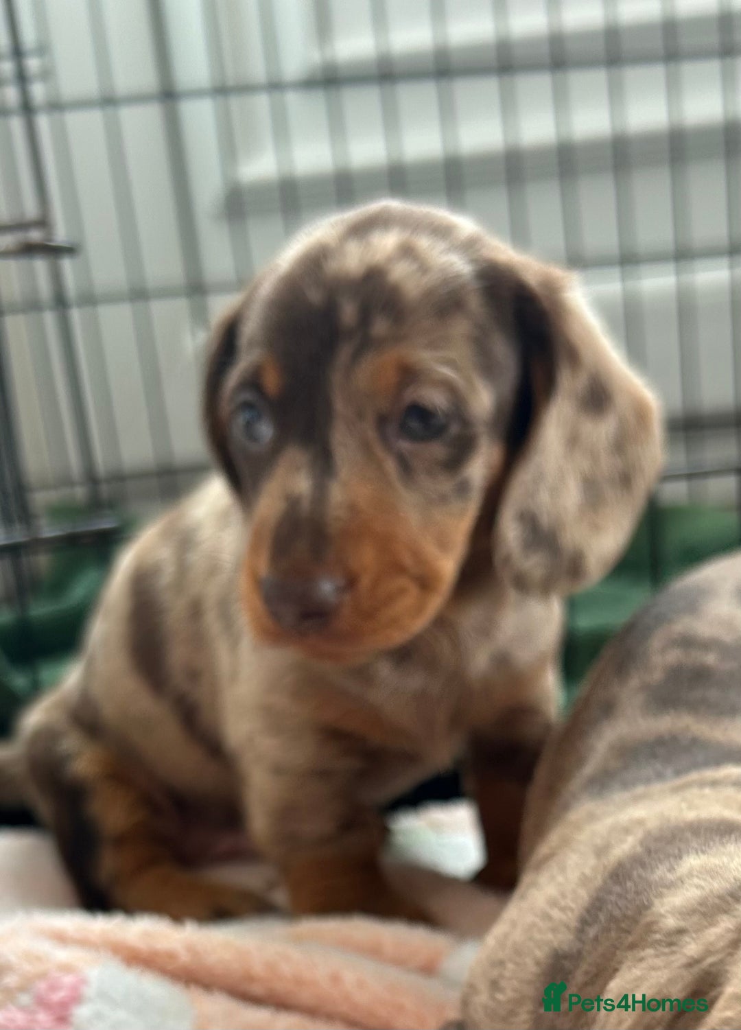 Dachshund dogs for sale: Dachshund medium/small dappled chocolate - Image 3