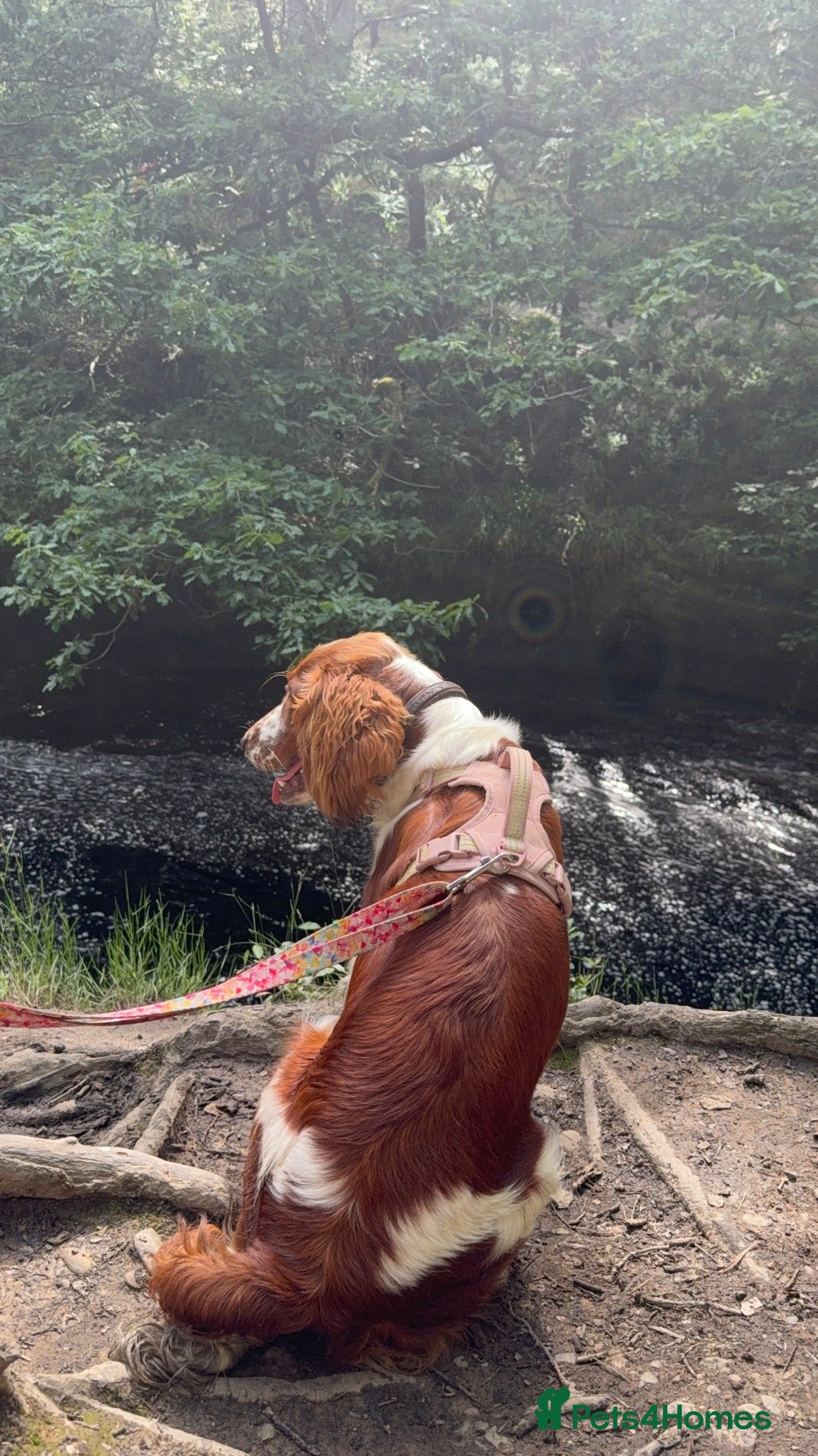 Welsh Springer Spaniel dogs 1 year old Welsh springer spaniel - Advert 4