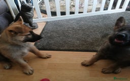 German Shepherd dogs for sale: Beautiful German Shepherd Puppies - Image 13
