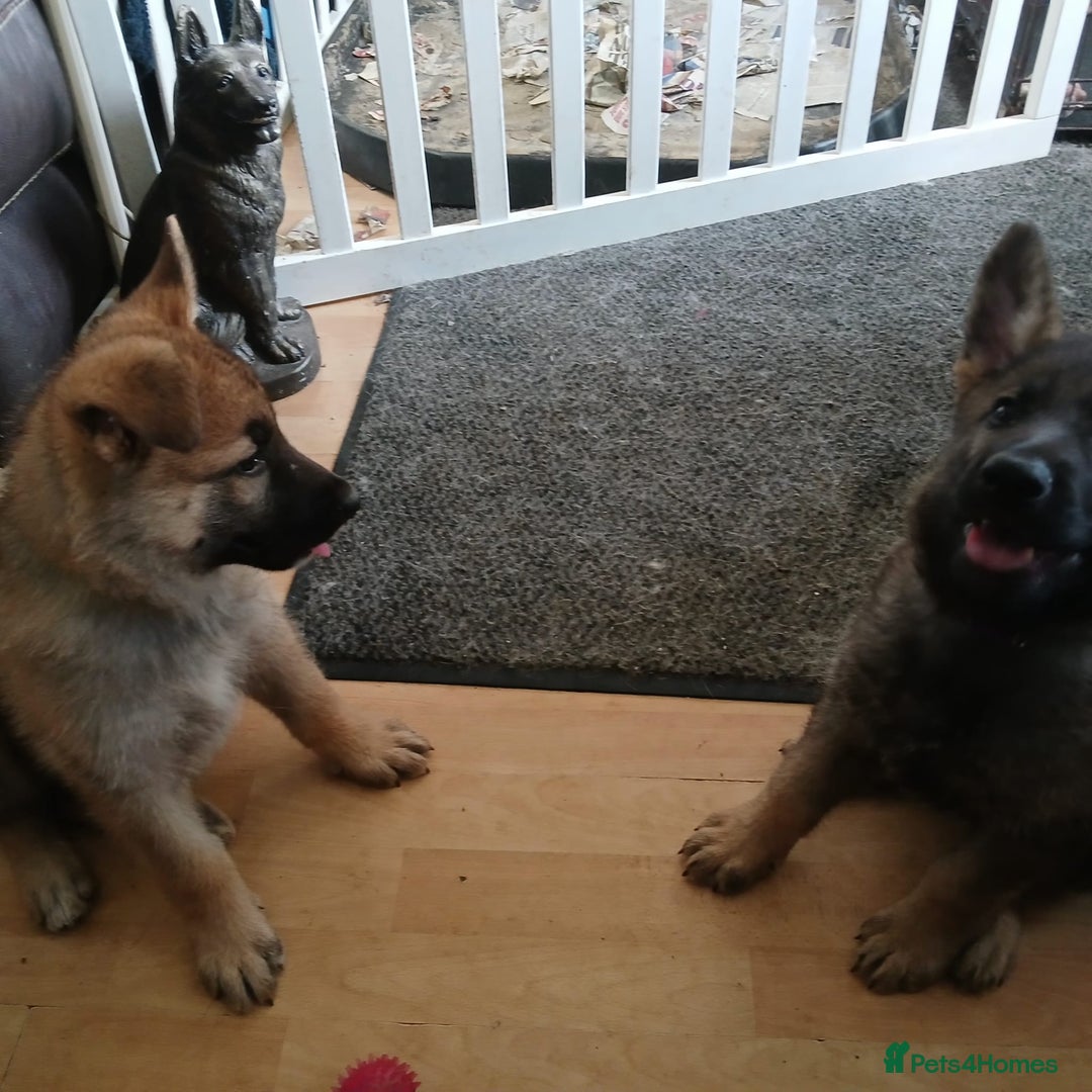 German Shepherd dogs for sale: Beautiful German Shepherd Puppies - Image 13