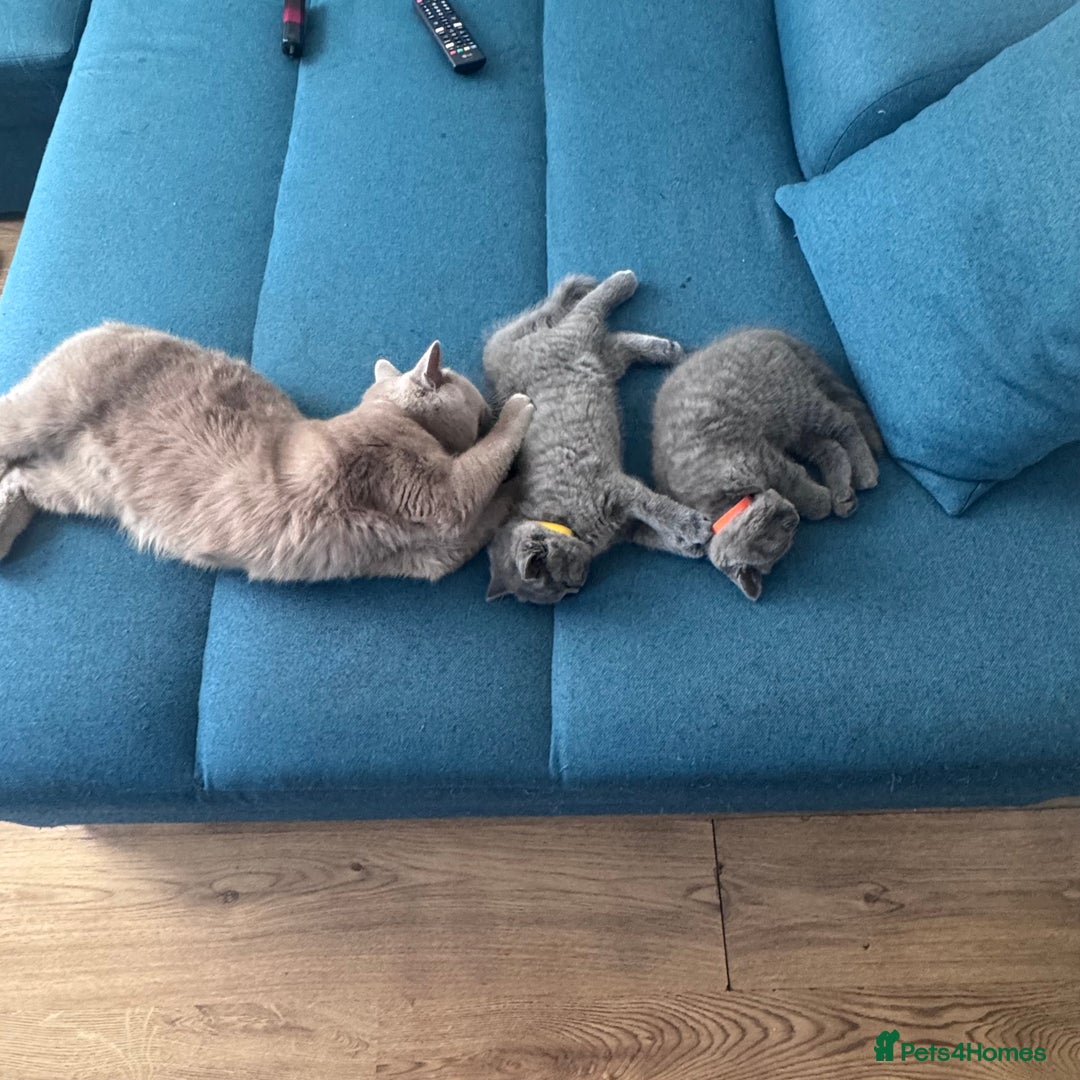 British Shorthair cats for sale: Beautiful Active Male Kitten for Sale – Blue - Image 21