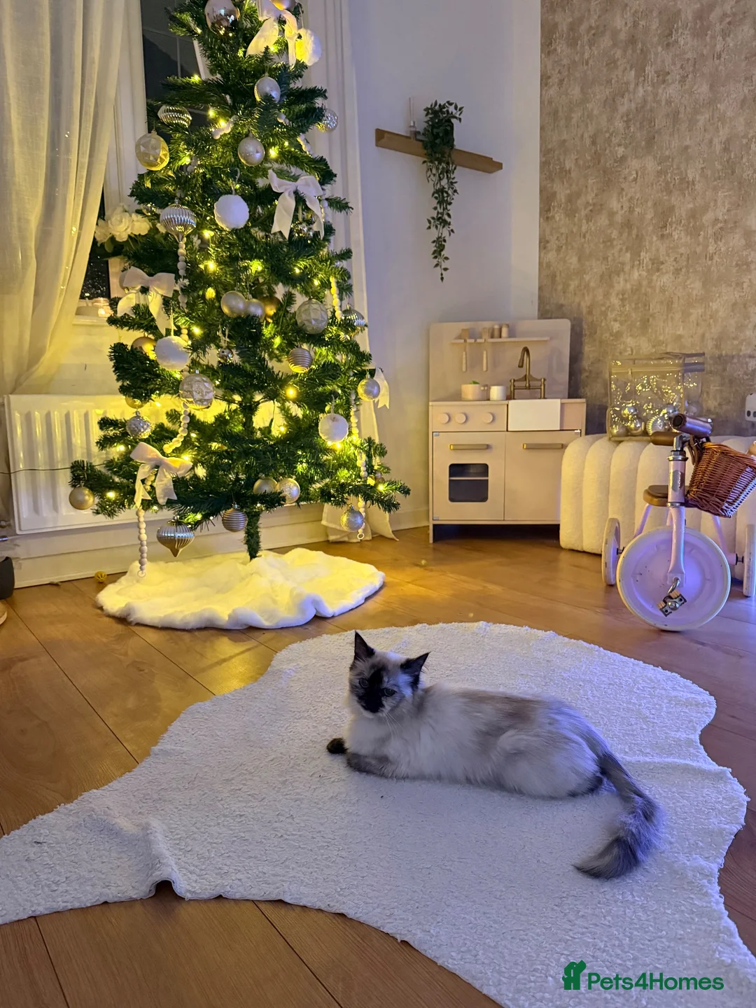Ragdoll cats for sale: Half breed rag doll  in Coventry - Advert 1