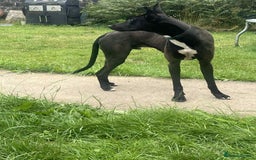 Mixed Breed dogs for sale: 1 year old black whippet cross  - Image 1