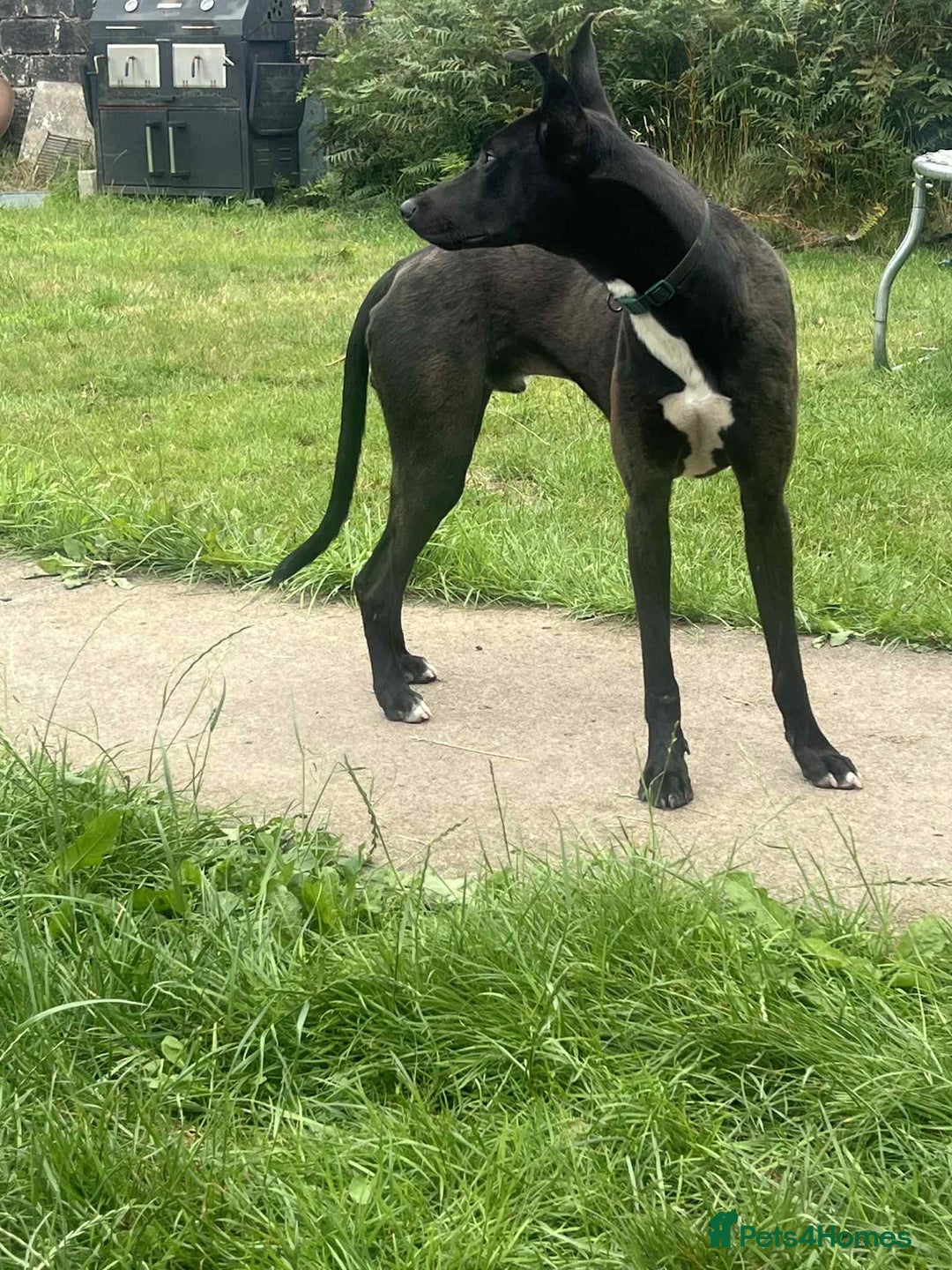 Mixed Breed dogs for sale: 1 year old black whippet cross  - Image 1