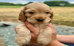 Cocker Spaniel dogs for sale: Adorable Cocker Spaniel Puppies - Image 4