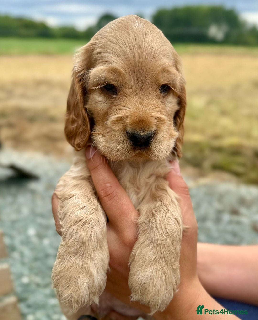 Cocker Spaniel dogs for sale: Adorable Cocker Spaniel Puppies - Image 4