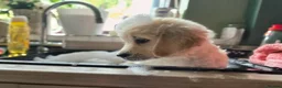Golden Retriever dogs for sale: LAST PUPPY!!!!  Beautiful Golden Retriever Puppies - Advert 2