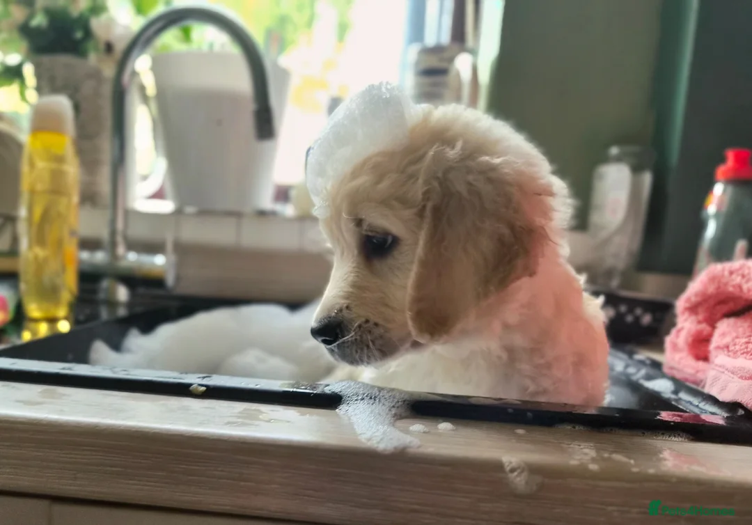Golden Retriever dogs for sale: LAST PUPPY!!!!  Beautiful Golden Retriever Puppies - Advert 2