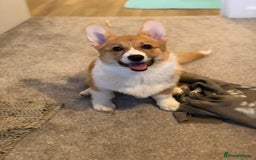 Welsh Corgi Pembroke dogs for sale: Show quality puppies - Image 22