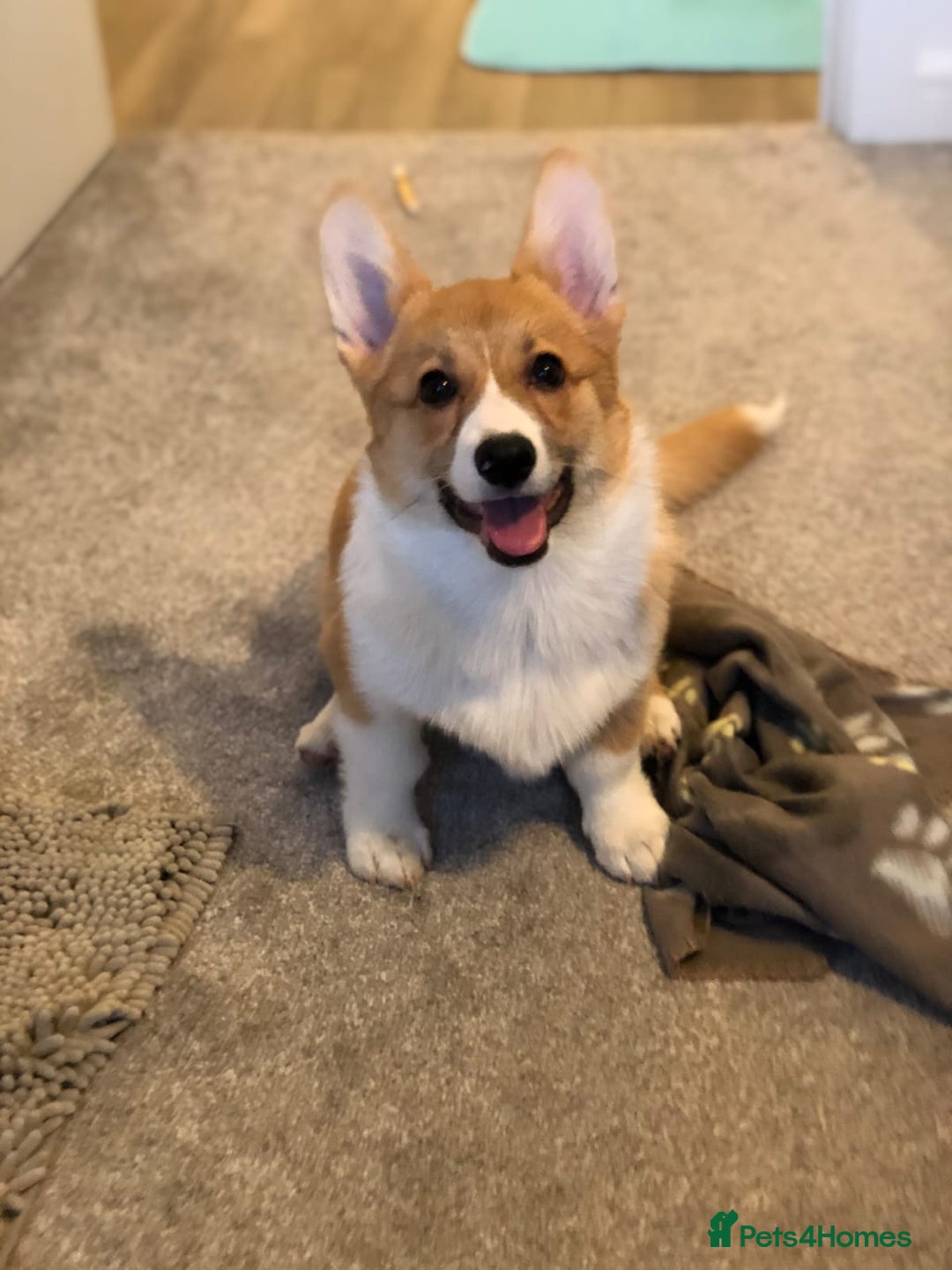 Welsh Corgi Pembroke dogs for sale: Show quality puppies - Image 22