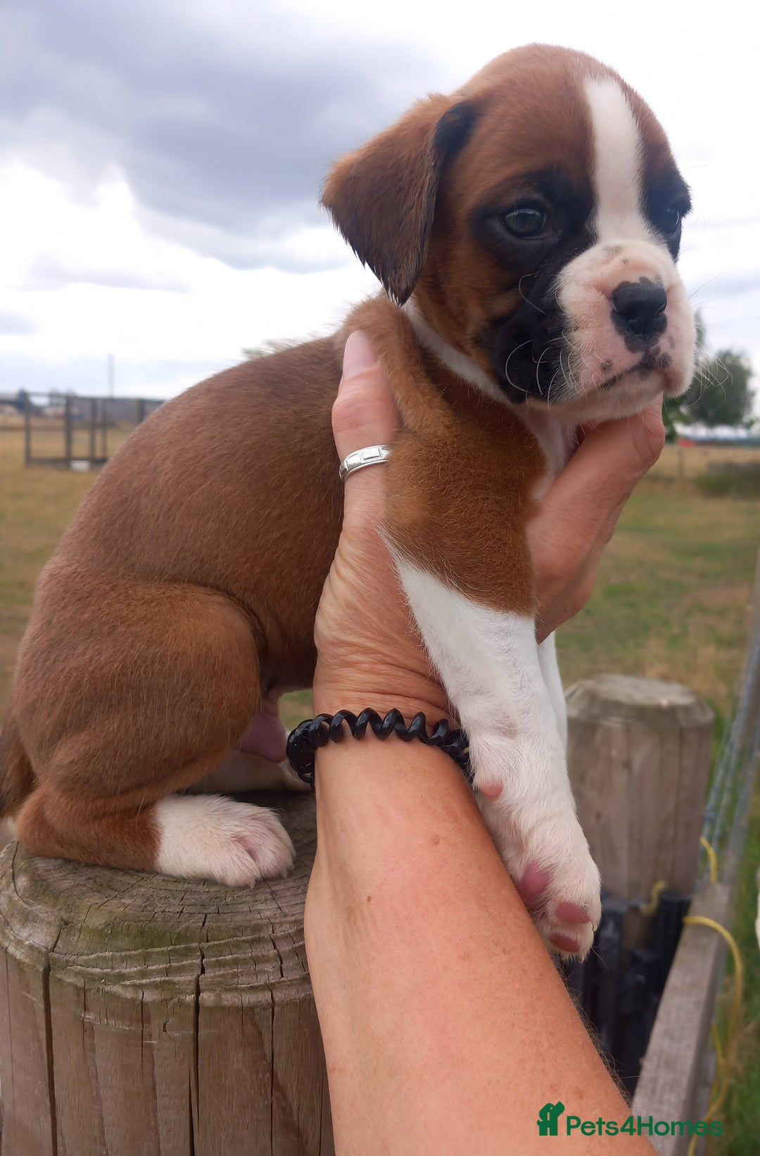 Boxer dogs for sale: Beautiful chunky Boxer puppies - Image 6