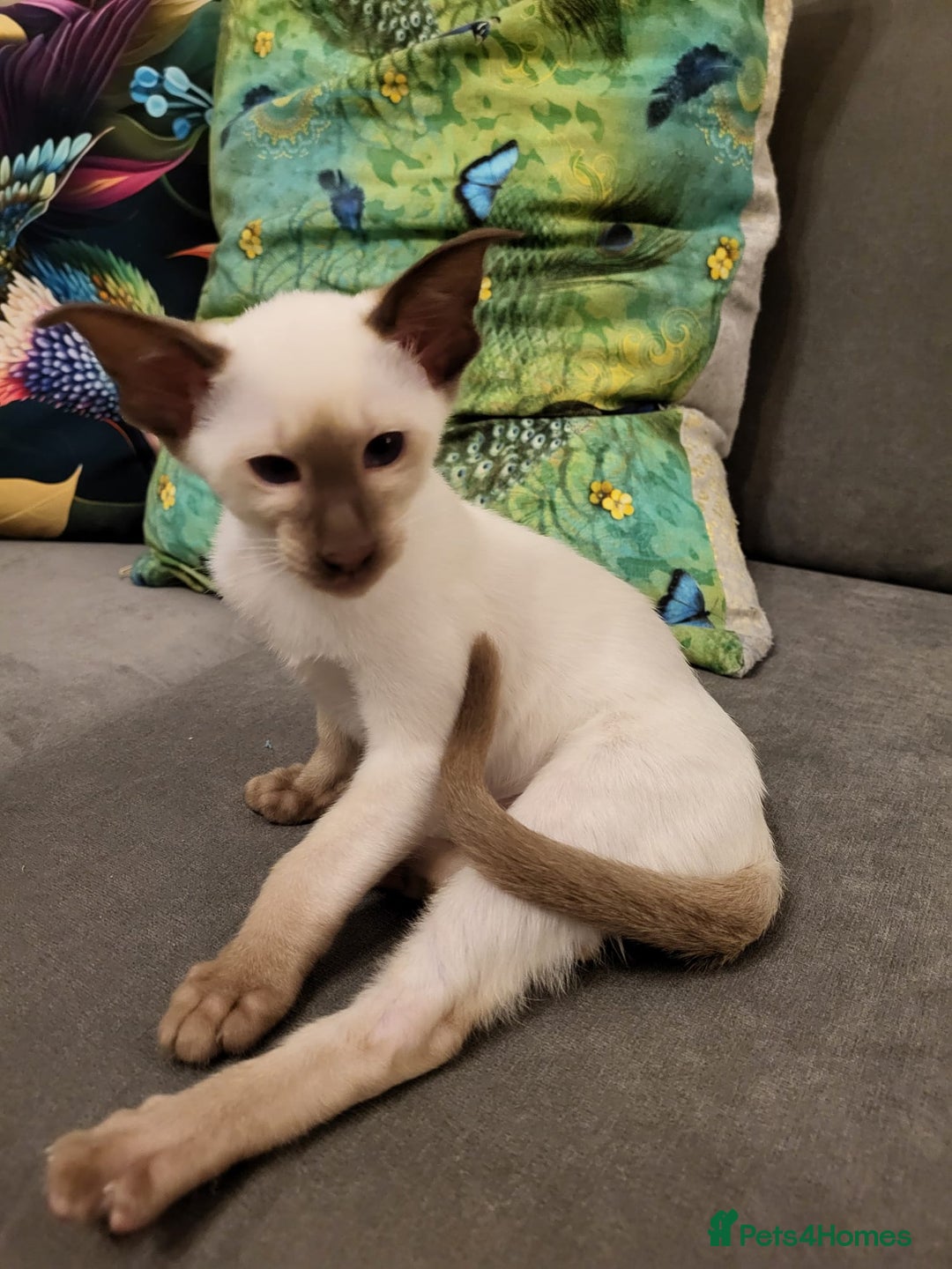 Siamese cats for sale: 2 GCCF Siamese Kittens Available - Advert 3