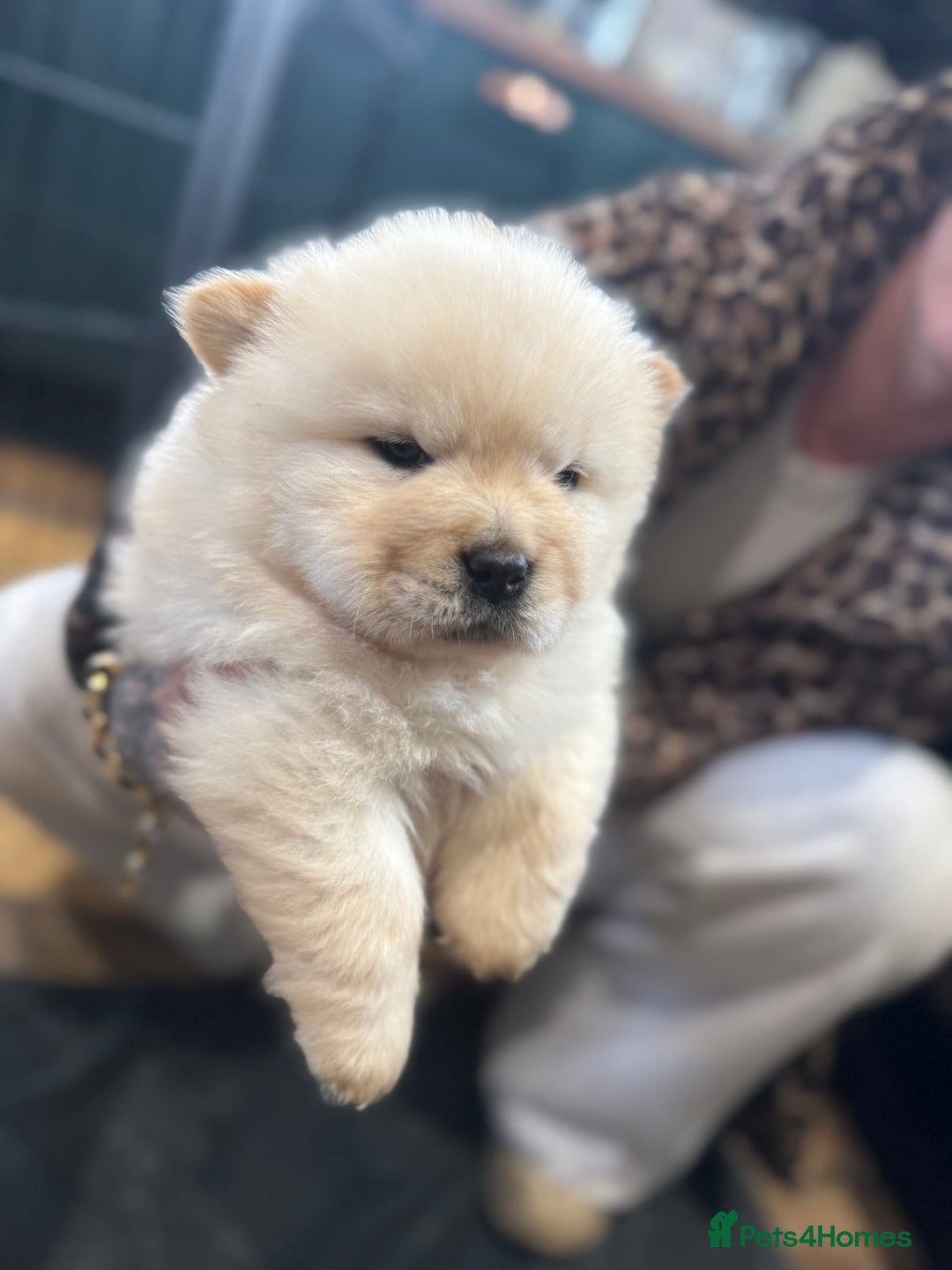 Chow Chow dogs for sale: CHOW CHOW PUPPIES  - Advert 14