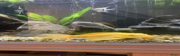 Plecos fish for sale: Golden Glass Cleaner with a Big Personality ✨ in Farnham - Advert 2